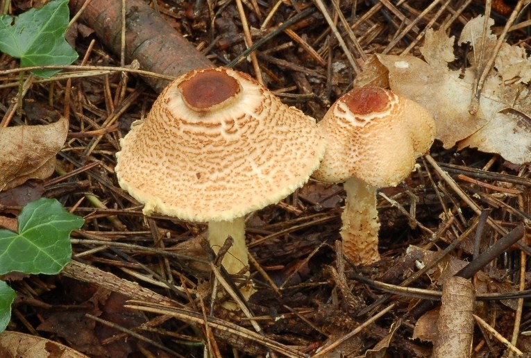 Lepiota.